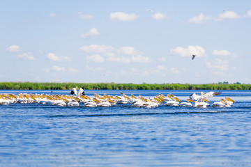 Fototapeta na wymiar Pelicans in Danube Delta, fishing