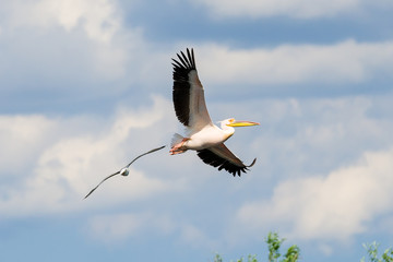 Pelican in flight