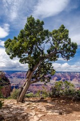 Tree on the rim of the Grand canyon