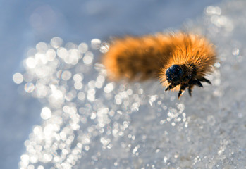 Caterpillar in light patches of light on snow. - 127737431