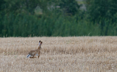  Wild gray hare running on field after harvest.