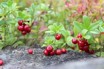 Cranberries