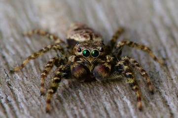 Jumping Spider
