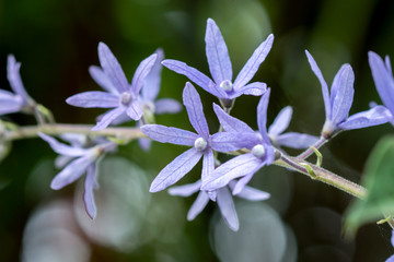 Sandpaper Vine , Purple Wreath