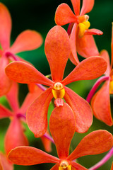 red orchid