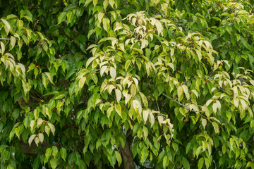 Golden leaves, Chinese Banyan, Malayan Banyan