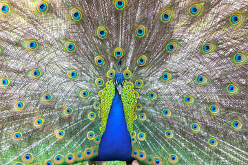 Obraz premium Portrait of a beautiful peacock with feathers out.