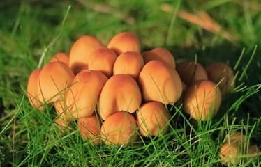 Mushrooms orange