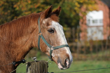 Horse
