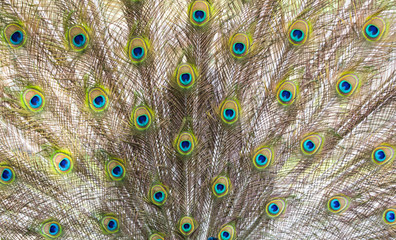 Obraz premium Beautiful peacock feather