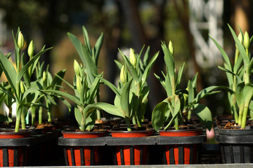 Seedlings of tulips