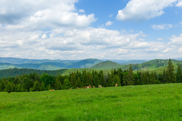 Fototapeta na wymiar Herd of cows grazing in Romania