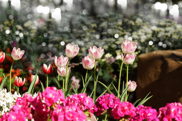 colorful tulips, tulips in spring