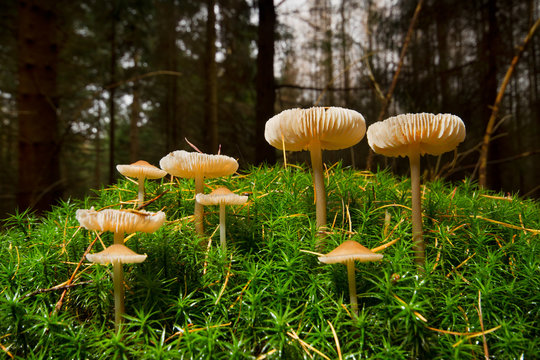 Small mushrooms, probably of the Inocybe genus, in Hair moss
