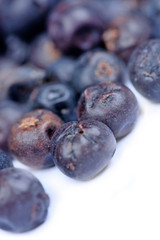 Juniper on white background