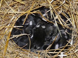 little newborn black  rabbits © alex_beliy