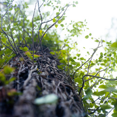 tree from below