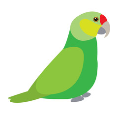Isolated parrot