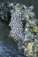 Barnacles on Rock