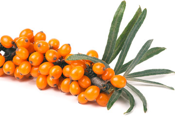 Sea buckthorn branch with leaves isolated on white background