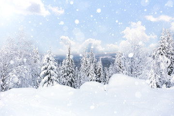 Obraz premium Winter forest against mountains