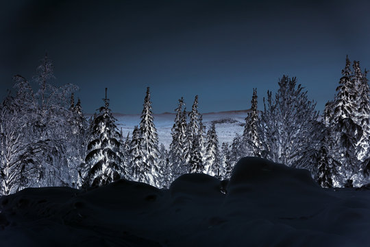Fototapeta Winter night landscape. Spruce forest in winter