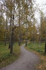 Obraz premium Path among birch trees