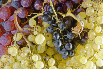 grape picture,grape viewing,grape image