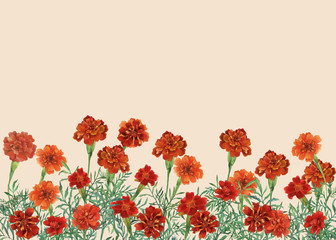 Panoramic view of Tagetes patula, the French marigold. Horizontal border with flowers. Watercolor hand painting illustration on isolate yellow background.