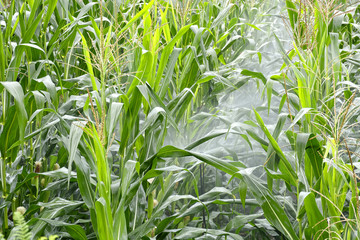 field corn viewing,field corn picture,field corn image