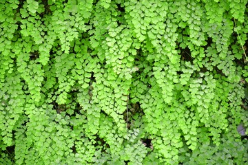 climbing green plant viewing,climbing green plant picture,climbing gree plant image