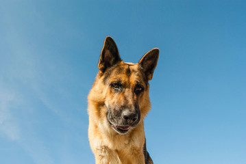 german shepherd dog