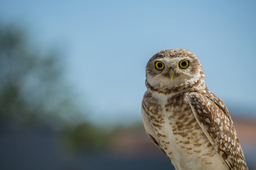 owl eyes