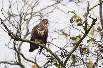 Common Buzzard, Buzzards, Buteo buteo