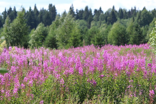 fireweed (Ivan-tea)