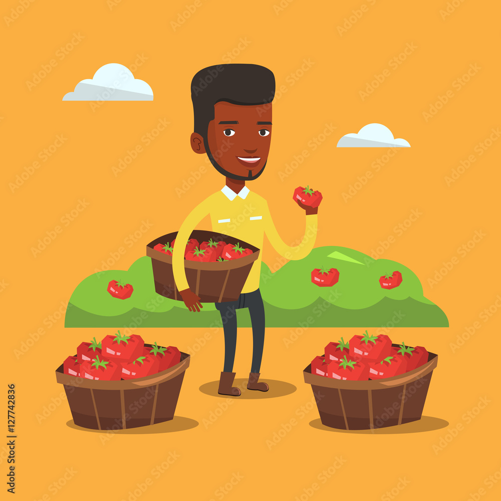 Poster farmer collecting tomatos vector illustration.