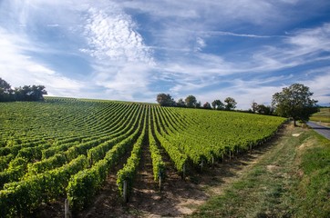 Fototapeta na wymiar Landscape of vines in the Loire Valley