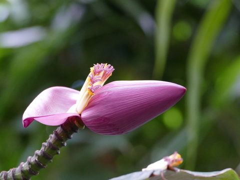 Aufrechter Bl&uuml;tenstand von einer Bananenstaude, Musa velutina