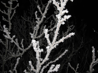 Frosted plants.