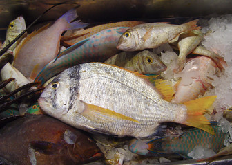 Mediterranean palette of a catch and fish of the dorado
