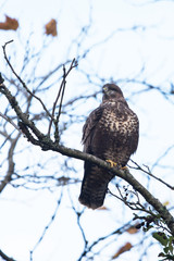 Common Buzzard, Buzzards, Buteo buteo