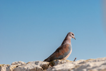 Dove on Jerusalem Wall. Israel