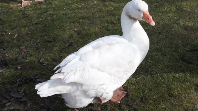 bird disease in germany