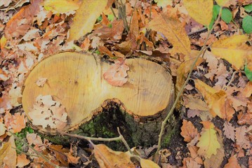 fond d'écran nature d'automne