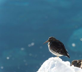  Purple Sandpiper . On the coast of Norway 