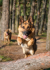german shepherd dog jumping