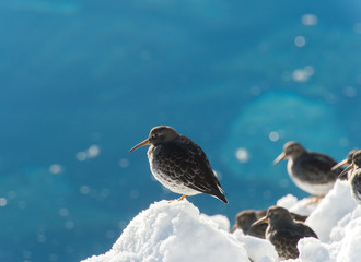 Purple Sandpiper . On the coast of Norway 