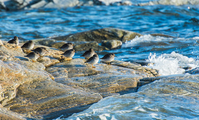 Purple Sandpiper . On the coast of Norway 