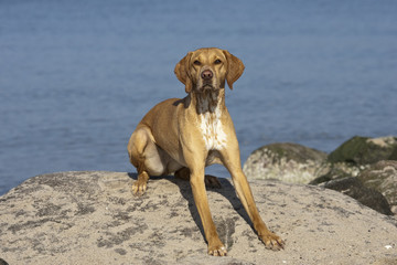 Dog at the beach