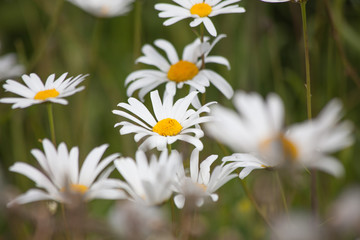 Summer Flowers Daisies